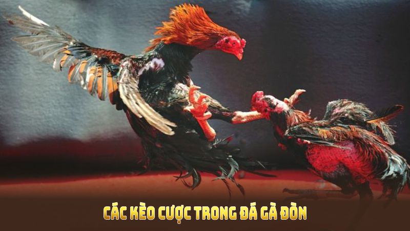 Các kèo cược trong đá gà đòn luôn đem lại trải nghiệm độc đáo