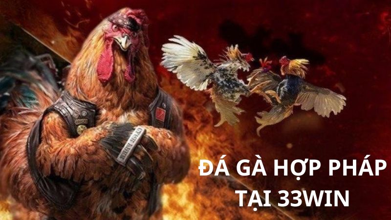 Đá Gà 33WIN Là Sân Chơi Hợp Pháp