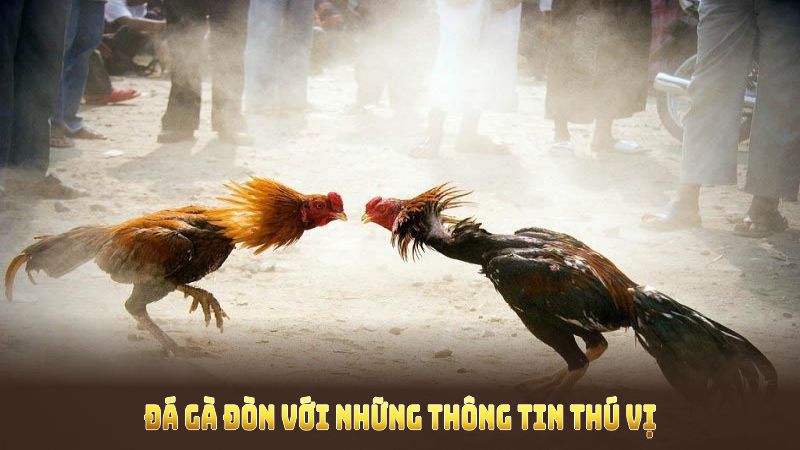 Khám phá đá gà đòn với những thông tin thú vị