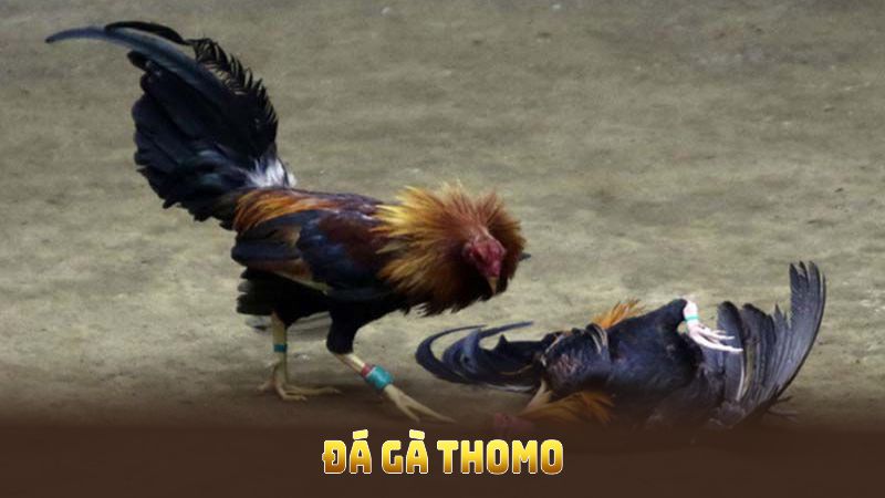 Đá Gà Thomo Trực Tiếp Với Nhiều Hình Thức Cựa Đầy Sức Hút