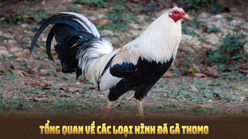 Tổng quan về các loại hình đá gà Thomo phổ biến tại đấu trường